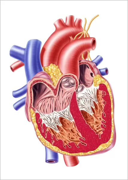 Anatomy of human heart, cross section