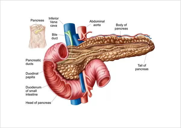 Anatomy of pancreas