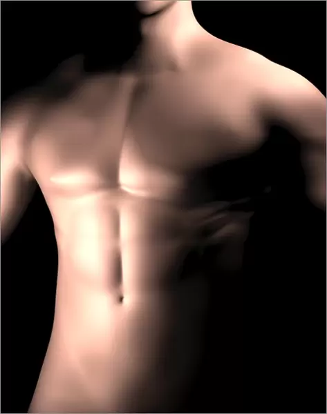 Male body, waist up