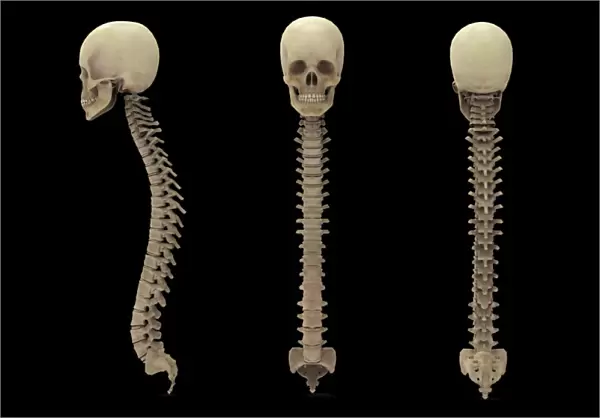 3D rendering of human vertebral column with skull