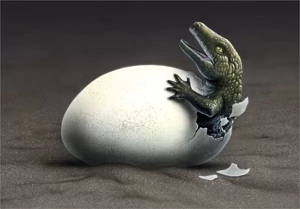 An early dinosaur ancester, Seymouria, hatches from an egg