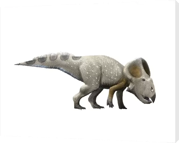 Protoceratops dinosaur