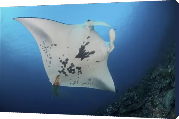 Massive white-bellied reef manta ray defecating