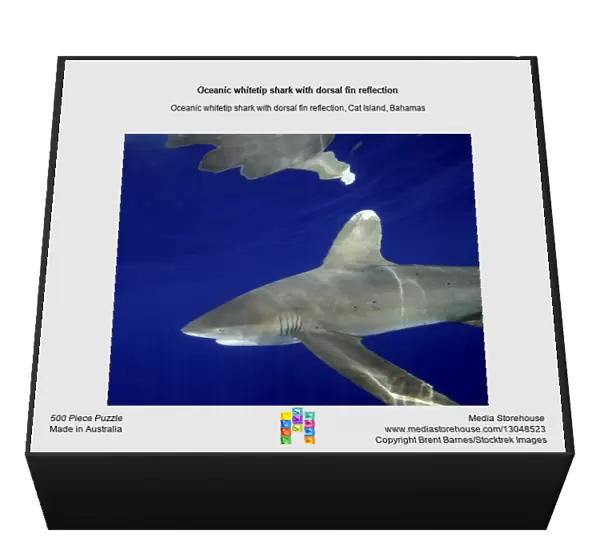 Oceanic whitetip shark with dorsal fin reflection