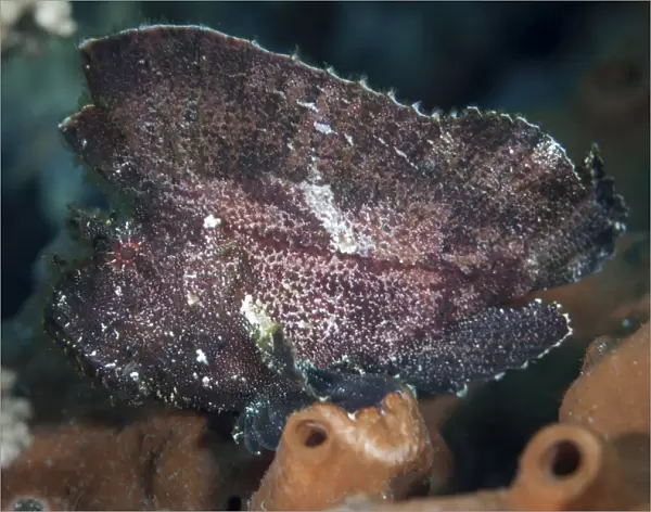 A leaf scorpionfish on a reef in Komodo National Park, Indonesia