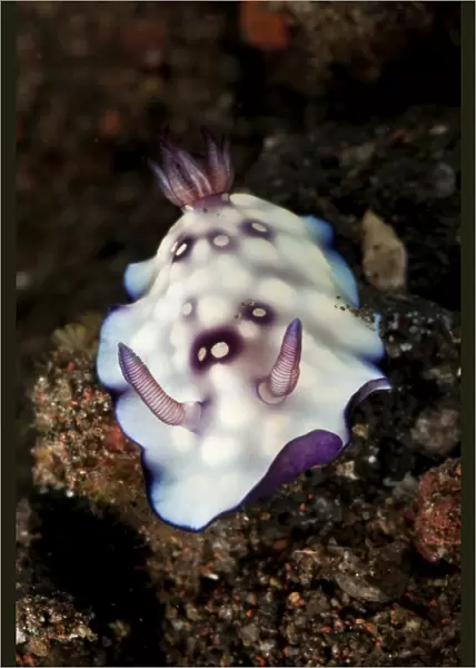 Chromodoris hintuanensis sea slug nudibranch