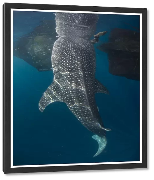 Whale shark with head reflected on surface