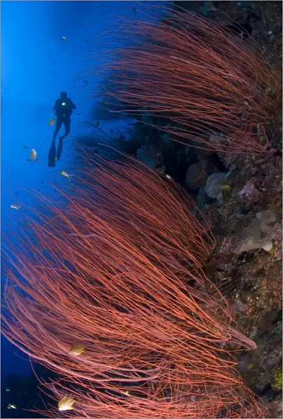 Red whip coral sea fan with diver, Papua New Guinea