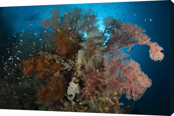 Reefscape with black coral and gorgonian sea fan, Raja Ampat, Indonesia