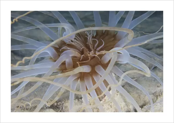 Close-up view of Sand Anemone, Bonaire, Caribbean Netherlands