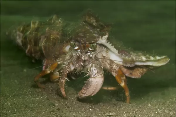 Anemone hermit crab running across sand in green light