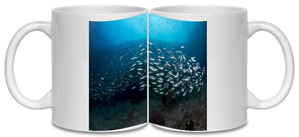 Dense school of silver and blue fusilier fish, West Papua, Indonesia