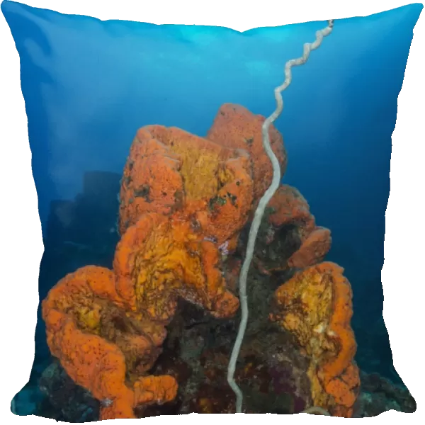 Curly bright orange sponge with greyish whip coral