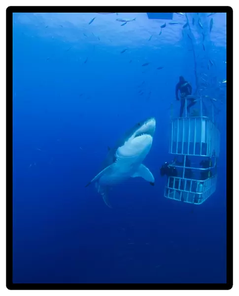 Male Great White with cage, Guadalupe Island, Mexico