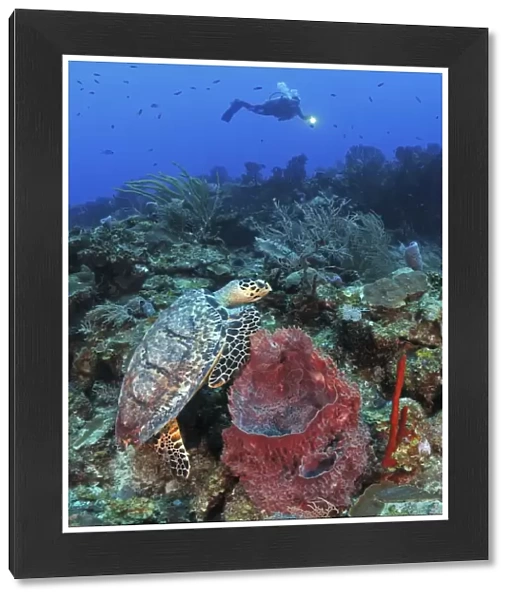 Diver and Hawksbill Turtle on caribbean reef