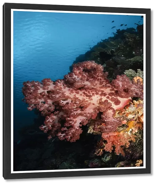 Soft coral seascape, Indonesia