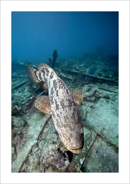 A Goliath Grouper effortlessly floats over a shipwreck off the coast Key Largo, Florida