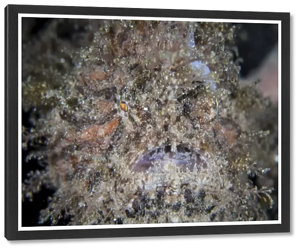A hairy frogfish waits to ambush prey on a reef