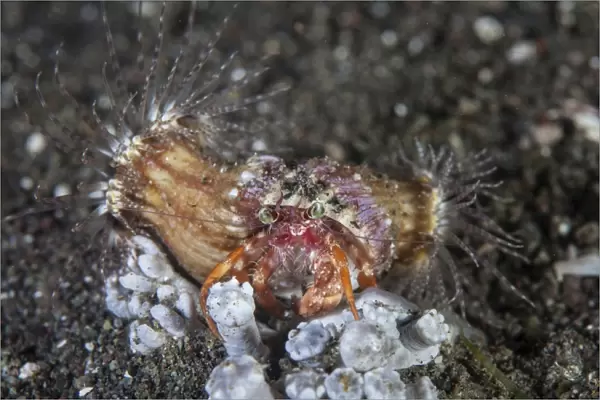 An anemone hermit crab crawls across the seafloor of Indonesia