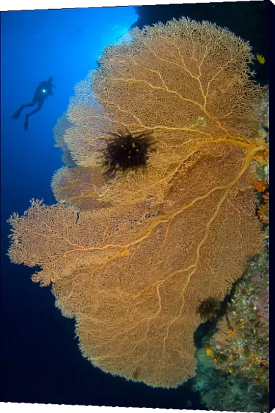 A diver looks on at large gorgonian sea fans, Solomon Islands