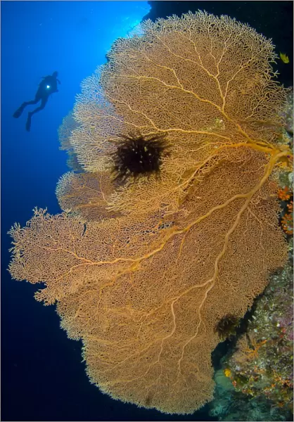 A diver looks on at large gorgonian sea fans, Solomon Islands
