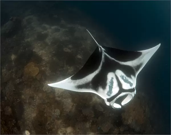 A giant oceanic manta ray with distinct markings, topside view