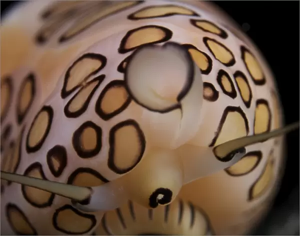 Detailed view of a Flamingo Tongue Snail