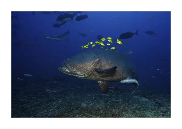 A school of Golden Trevally follow a Giant Grouper for protection during a shark feed