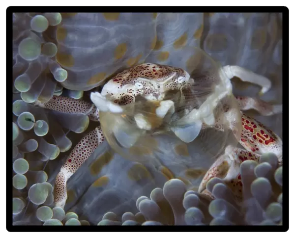 Spotted porcelain crab feeding on plankton, Solomon Islands