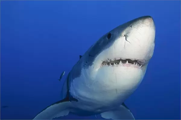 Female Great White Shark, Guadalupe Island, Mexico