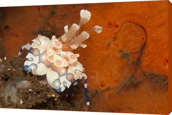 Harlequin shrimp with bright red sponge in the background, Bali