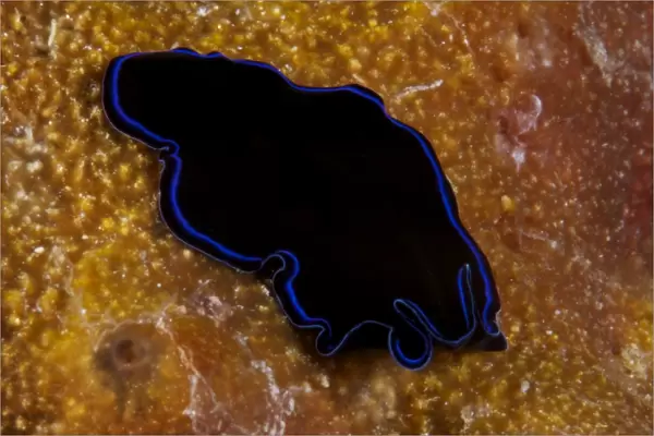 A large Sapphire flatworm on coral, Fiji