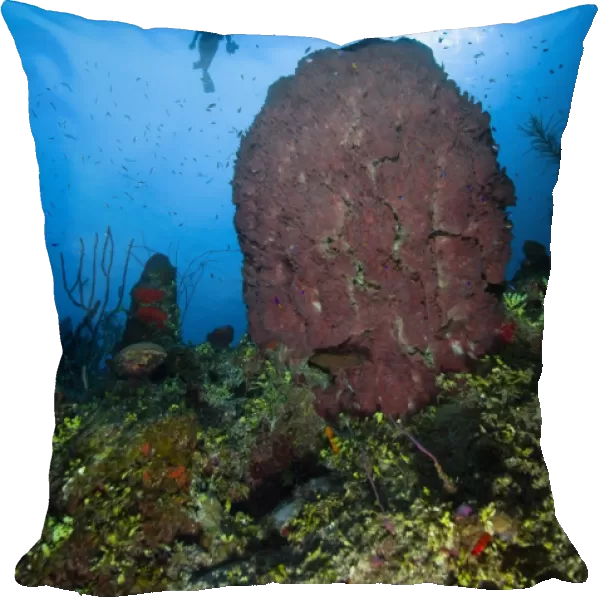 Diver and barrel sponge, Belize