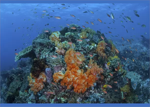 A current sweeps across a colorful coral reef in Indonesia