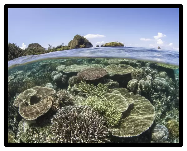 A beautiful coral reef in Raja Ampat, Indonesia