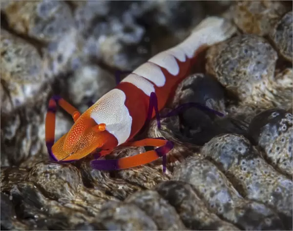 A colorful emperor shrimp sits atop a sea cucumber