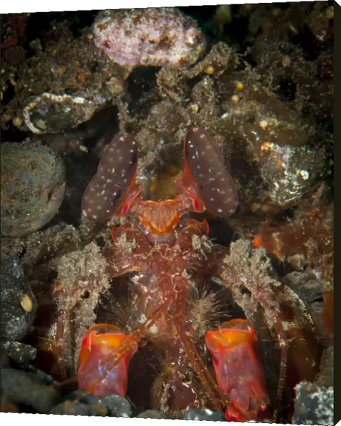 Giant mantis shrimp peering from burrow, Tulamben, Bali, Indonesia