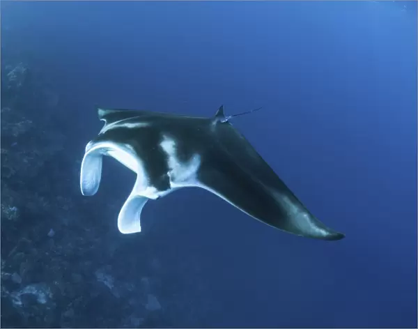 A reef manta ray swims past a coral reef in the Solomon Islands