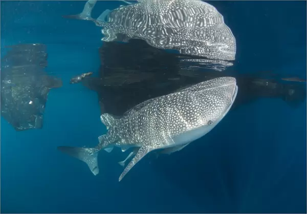 Whale shark with remora, its body reflected on the surface