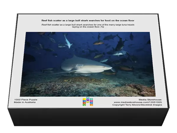 Reef fish scatter as a large bull shark searches for food on the ocean floor