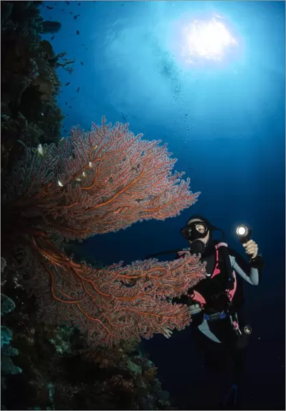 Diver by sea fans, Indonesia