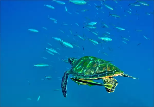 A Black Sea Turtle with remora swim through a school of fish, Fiji