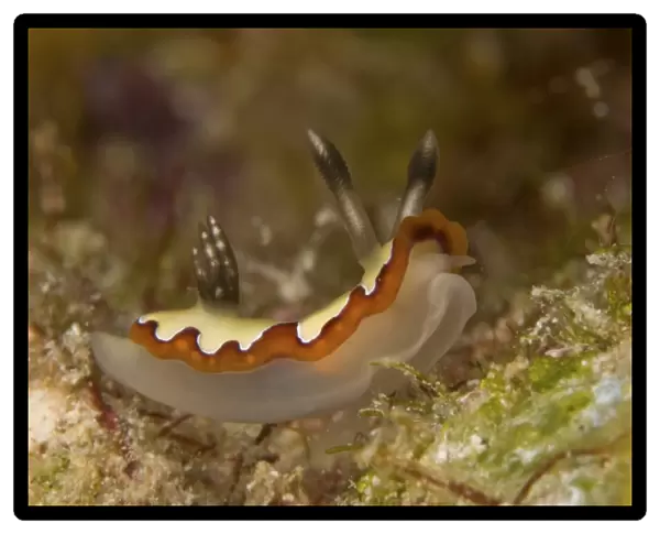 Chromodoris fidelis sea slug nudibranch