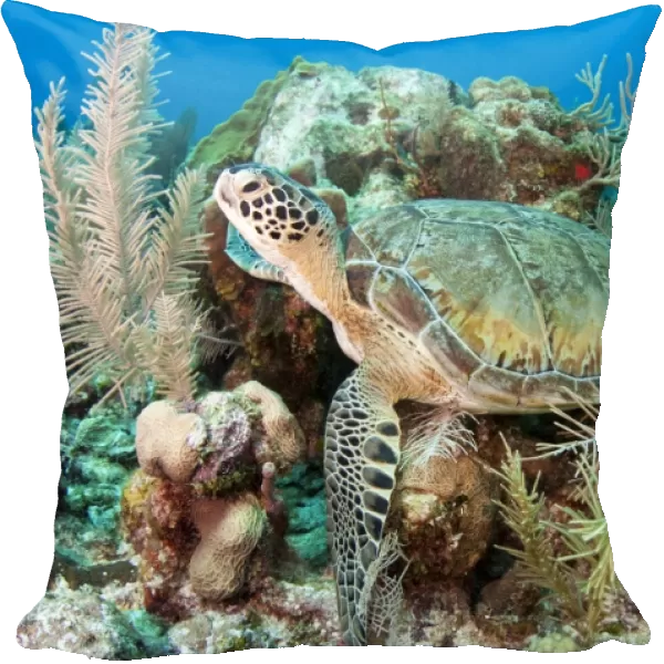 Green sea turtle on Caribbean reef