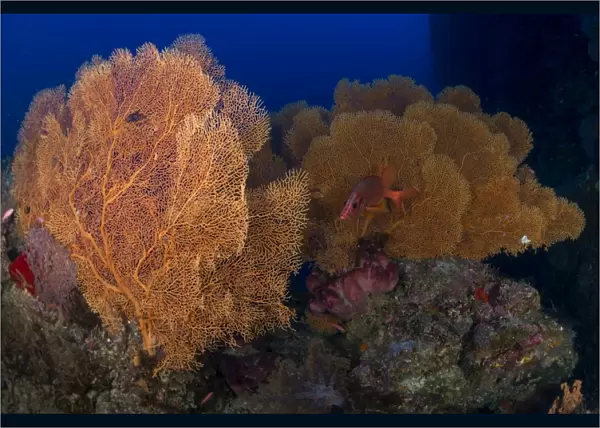 Red sabre squirrelfish hiding in a forest of gorgonian sea fans