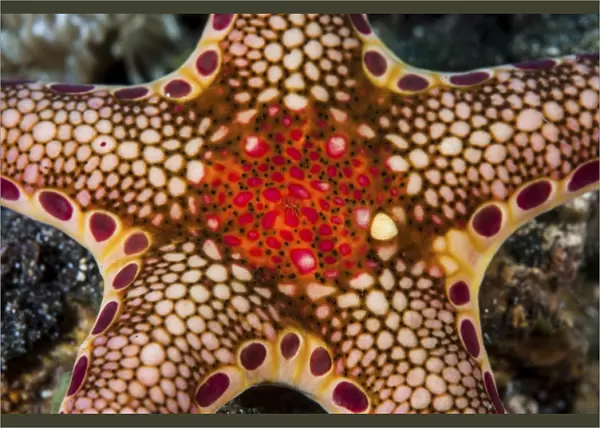 Close-up of a Neoferdina insolita starfish in Indonesia