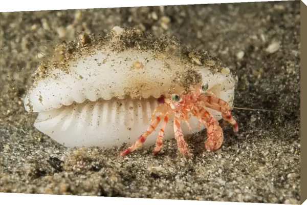 Tiny red hermit crab with white conch shell