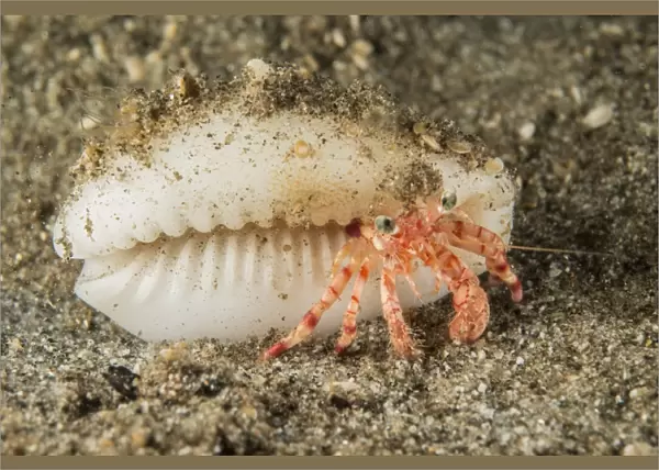 Tiny red hermit crab with white conch shell