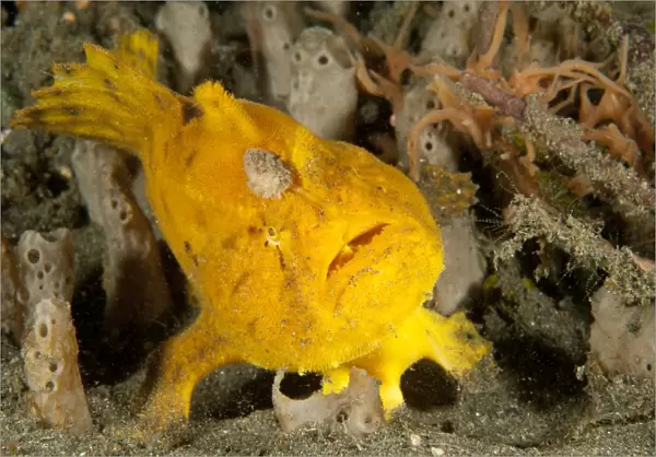 Frogfish with large lure, open mouth, Lembeh Strait, Indonesia