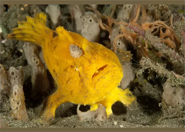Frogfish with large lure, open mouth, Lembeh Strait, Indonesia